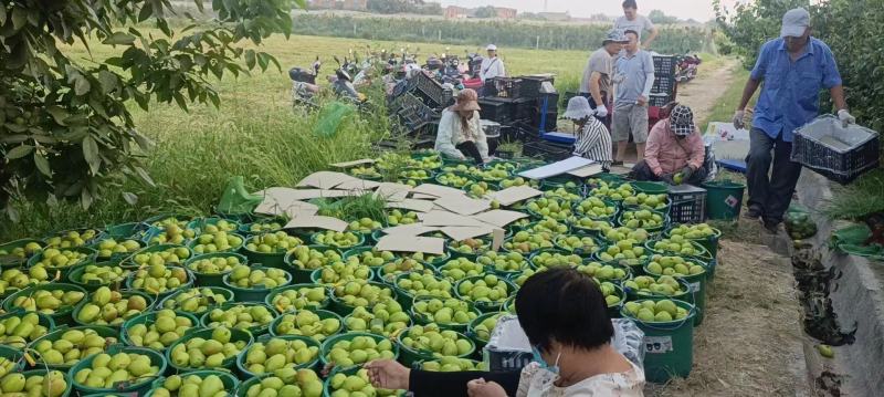 陕西渭南红香酥梨大量供应对接全国客商产地直发保质保量