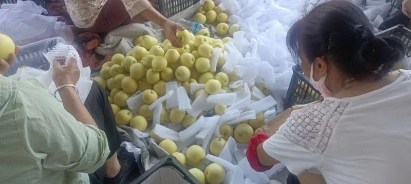 【皇冠梨】陕西渭南产地直发保质保量对接全国客商可视频看货