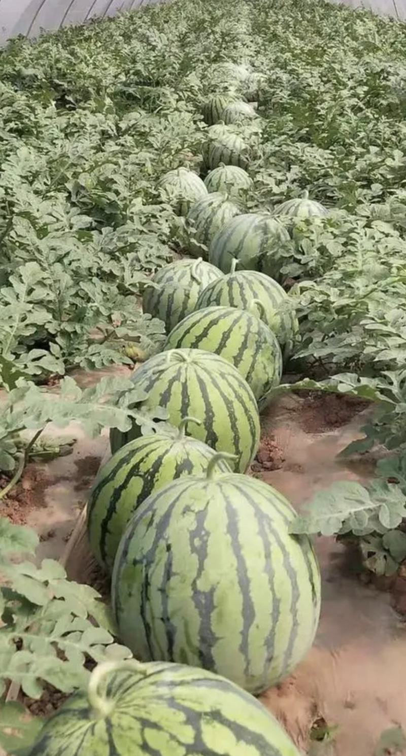山西忻州西瓜美都西瓜产地一手货源量大从优全国发货