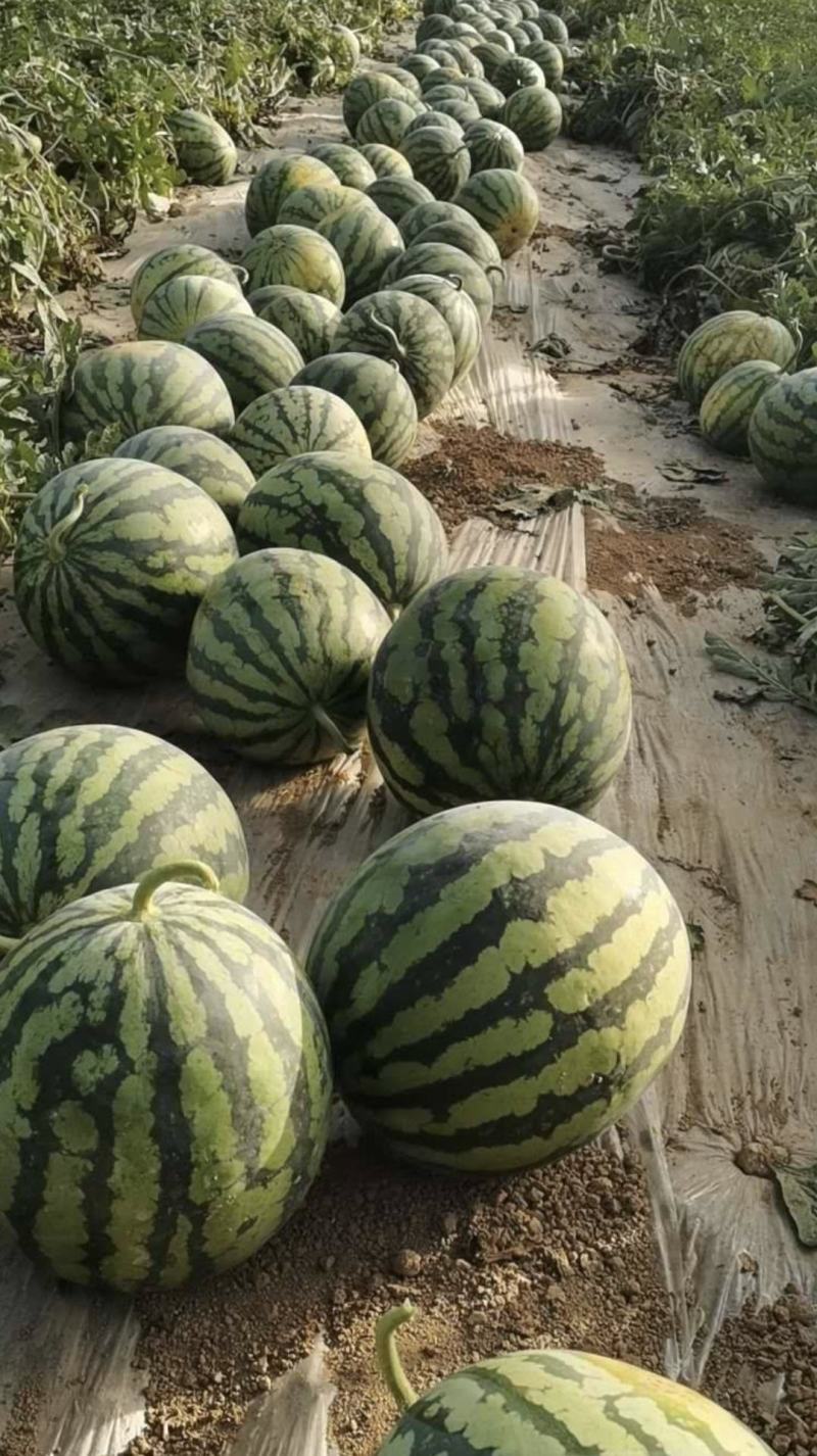 山西忻州西瓜美都西瓜产地一手货源量大从优全国发货
