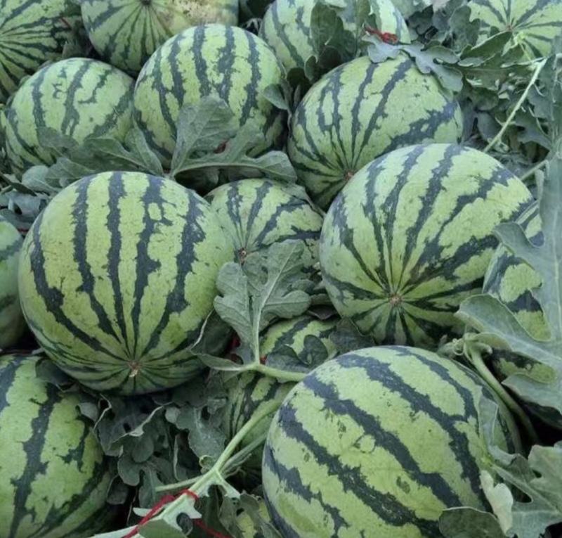 山西西瓜精品麒麟瓜大量上货包熟包甜量大从优全国发货