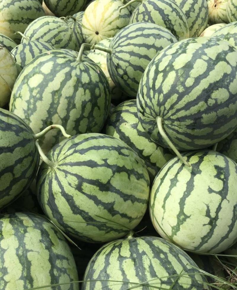 山西西瓜精品麒麟瓜大量上货包熟包甜量大从优全国发货
