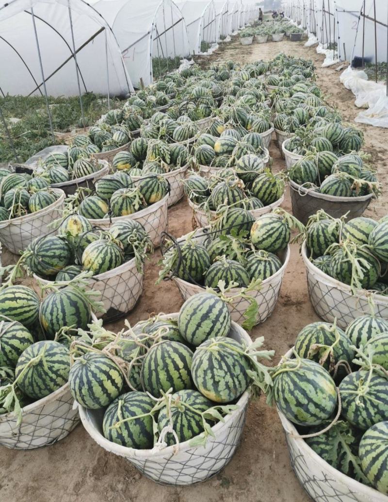 山西西瓜精品麒麟瓜大量上货包熟包甜量大从优全国发货