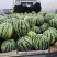 山西西瓜精品麒麟瓜大量上货包熟包甜量大从优全国发货