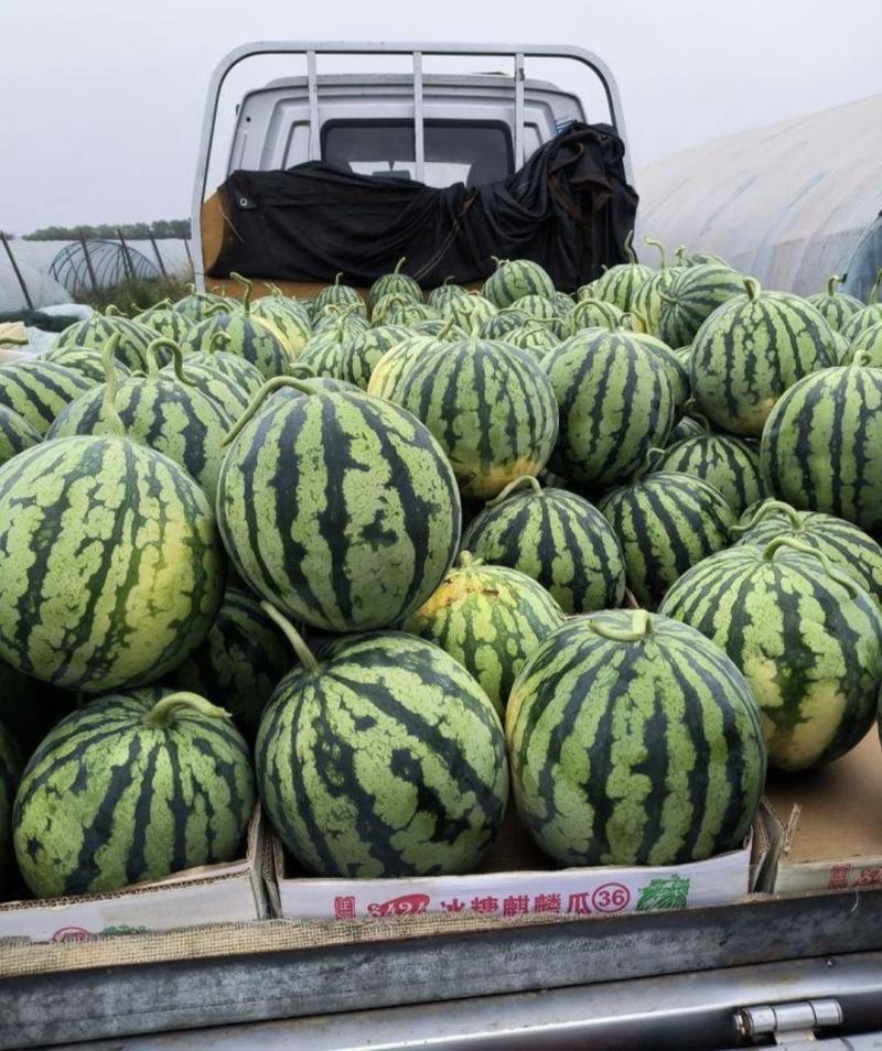 山西西瓜精品麒麟瓜大量上货包熟包甜量大从优全国发货