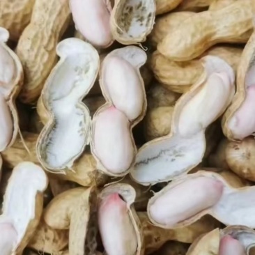 精品手选小鲁花