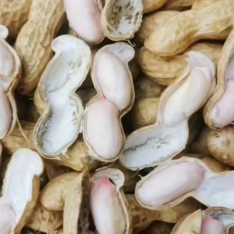 精品手选小鲁花