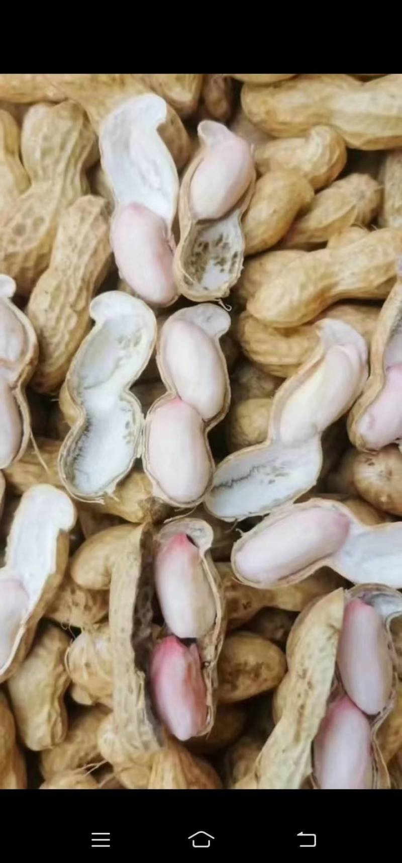 精品手选小鲁花
