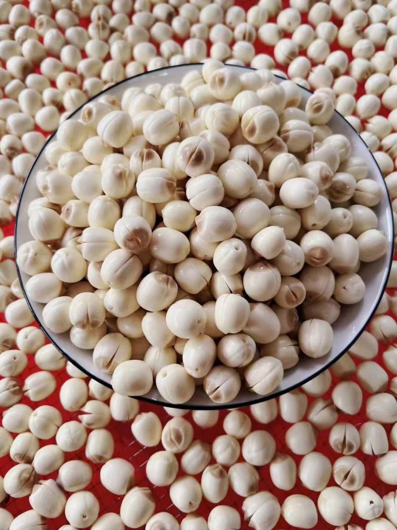 新鲜去心鲜白莲子纯手工基地大量供应发货