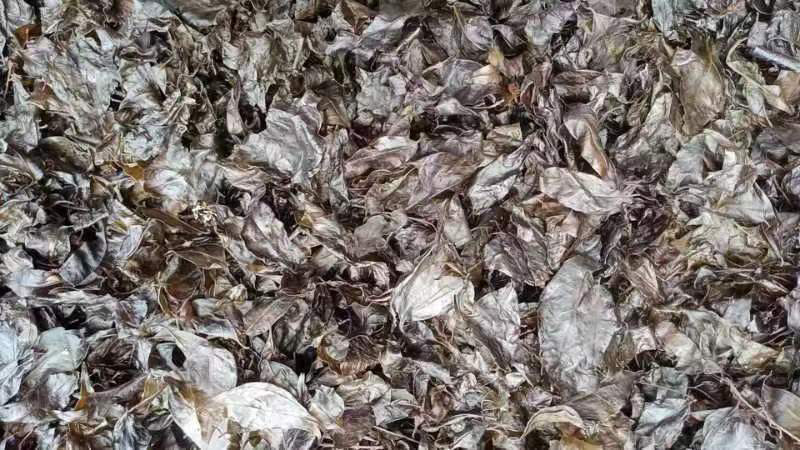 小叶苦丁茶产地直发货量充足量大从优诚信经营支持实地考察