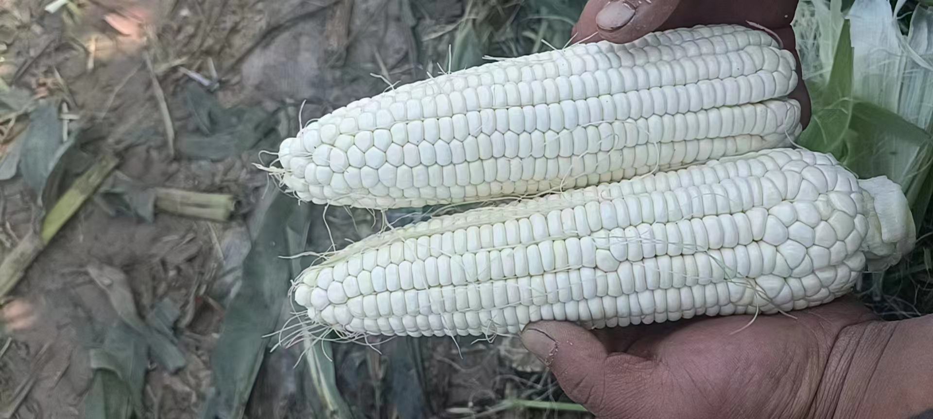 糯玉米剖面图展示其籽粒结构