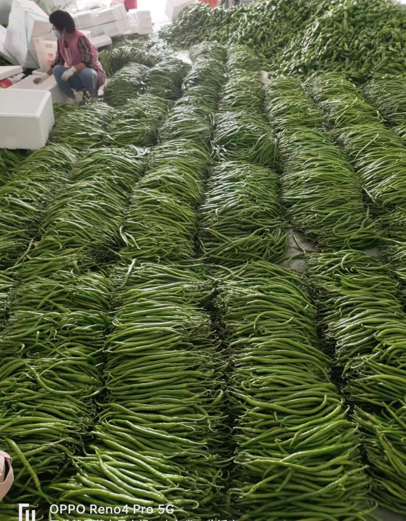 【实力】线椒大棚新苗价格可谈质量保证欢迎来电