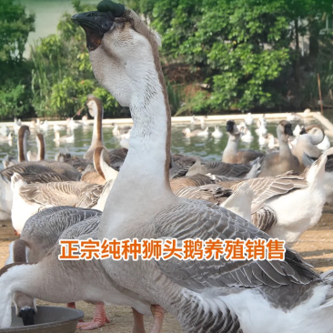 正宗汕头纯种狮头鹅苗