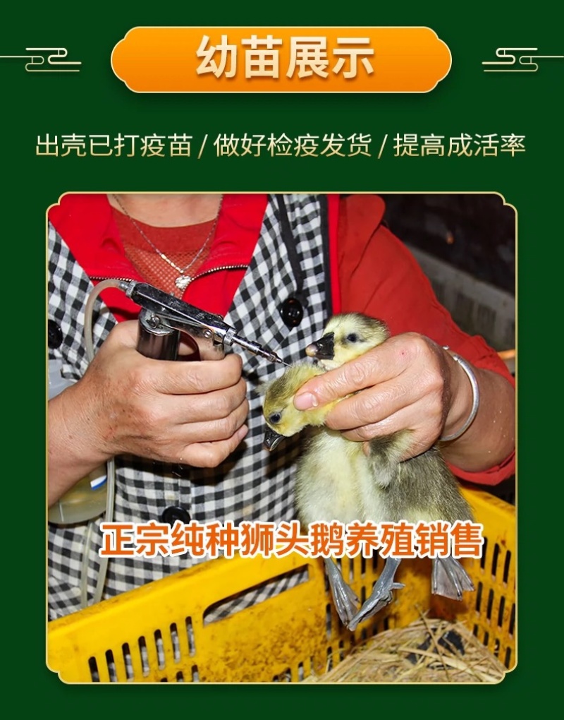 正宗汕头纯种狮头鹅苗