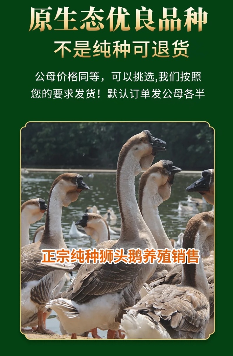 正宗汕头纯种狮头鹅苗