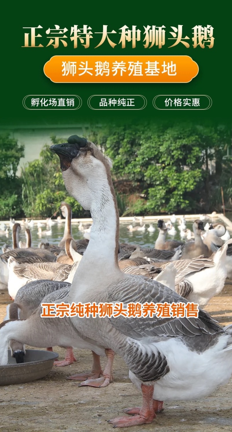 正宗汕头纯种狮头鹅苗
