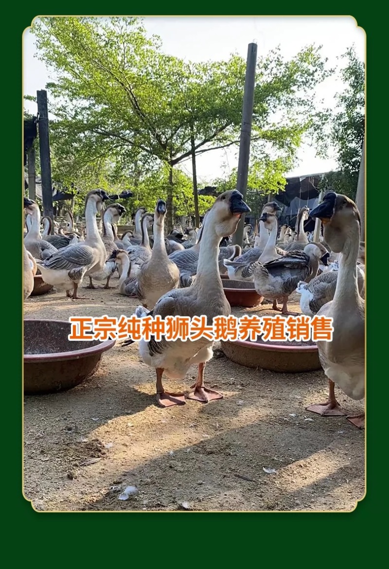 正宗汕头纯种狮头鹅苗
