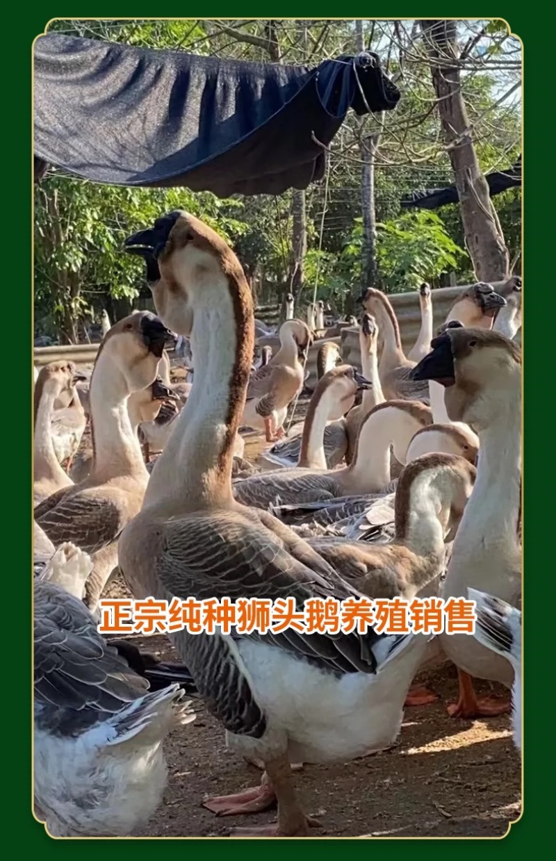 正宗汕头纯种狮头鹅苗