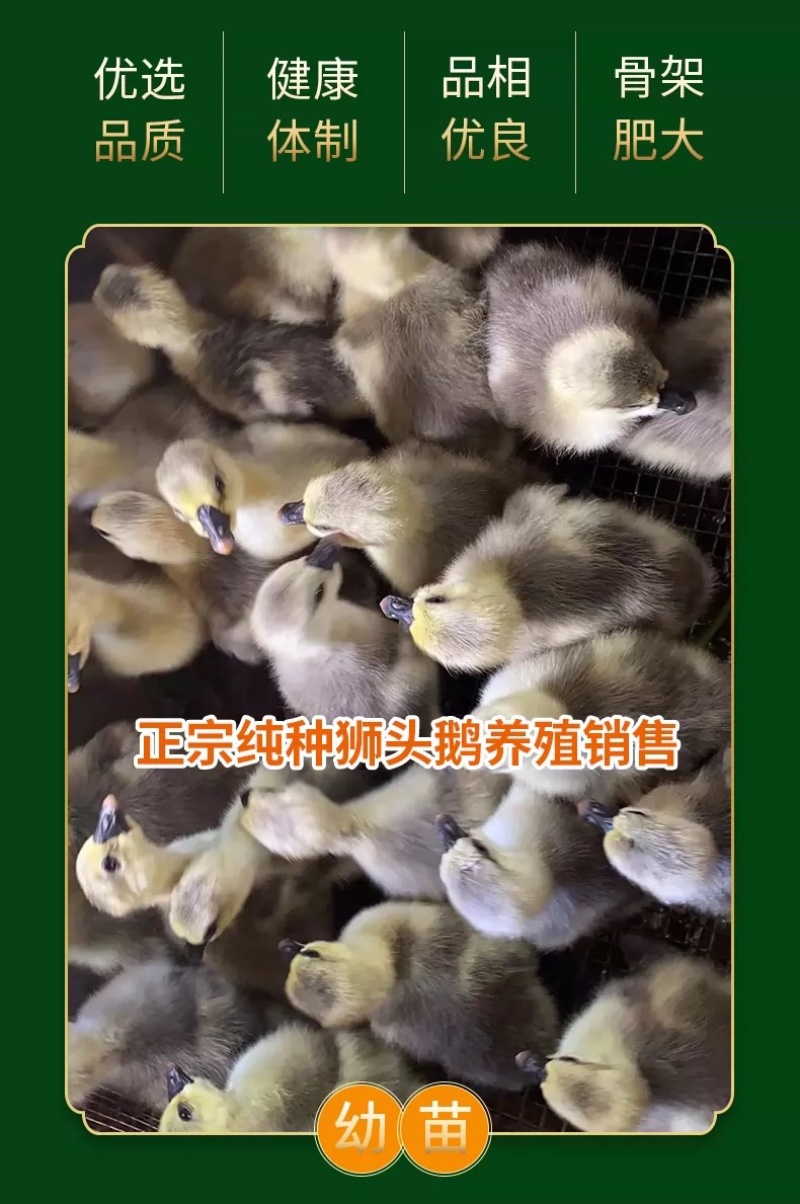 正宗汕头纯种狮头鹅苗