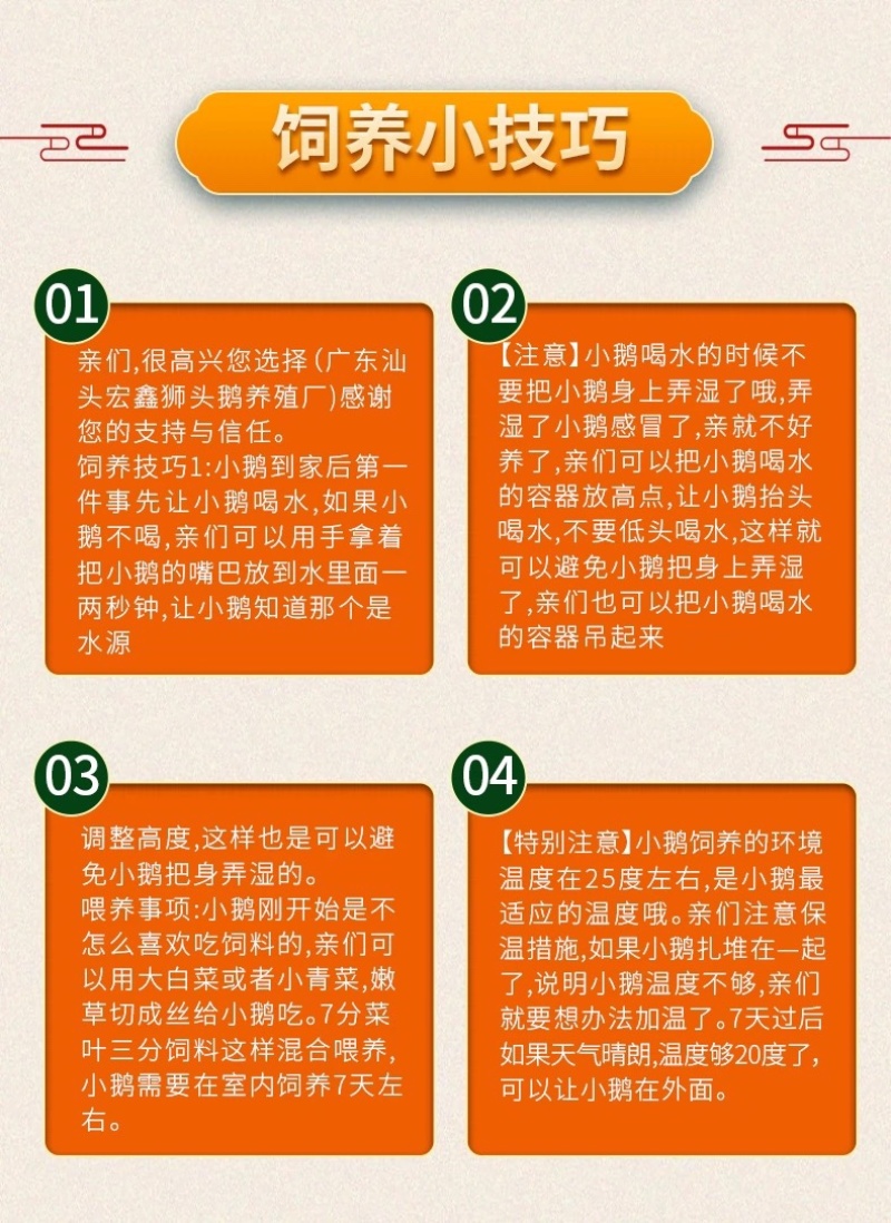 正宗汕头纯种狮头鹅苗