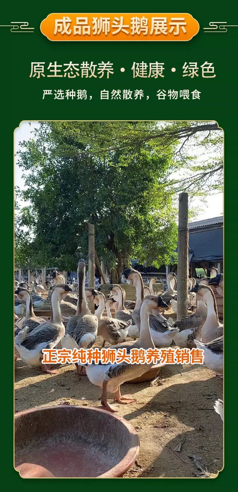 正宗汕头纯种狮头鹅苗