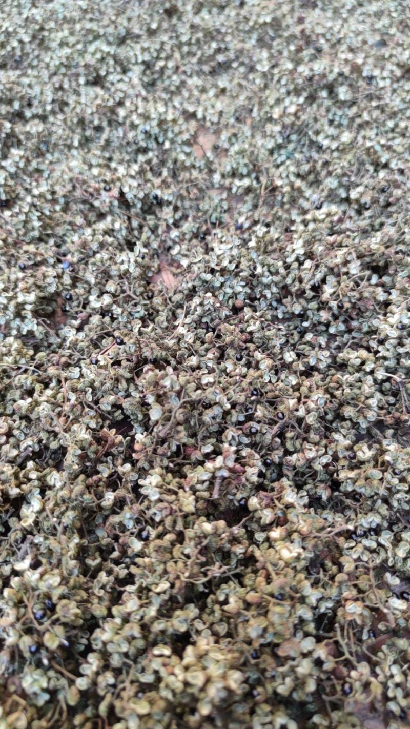 湖北的本地老辈传下的品种小麻椒！又香又麻无杆无叶可以真空