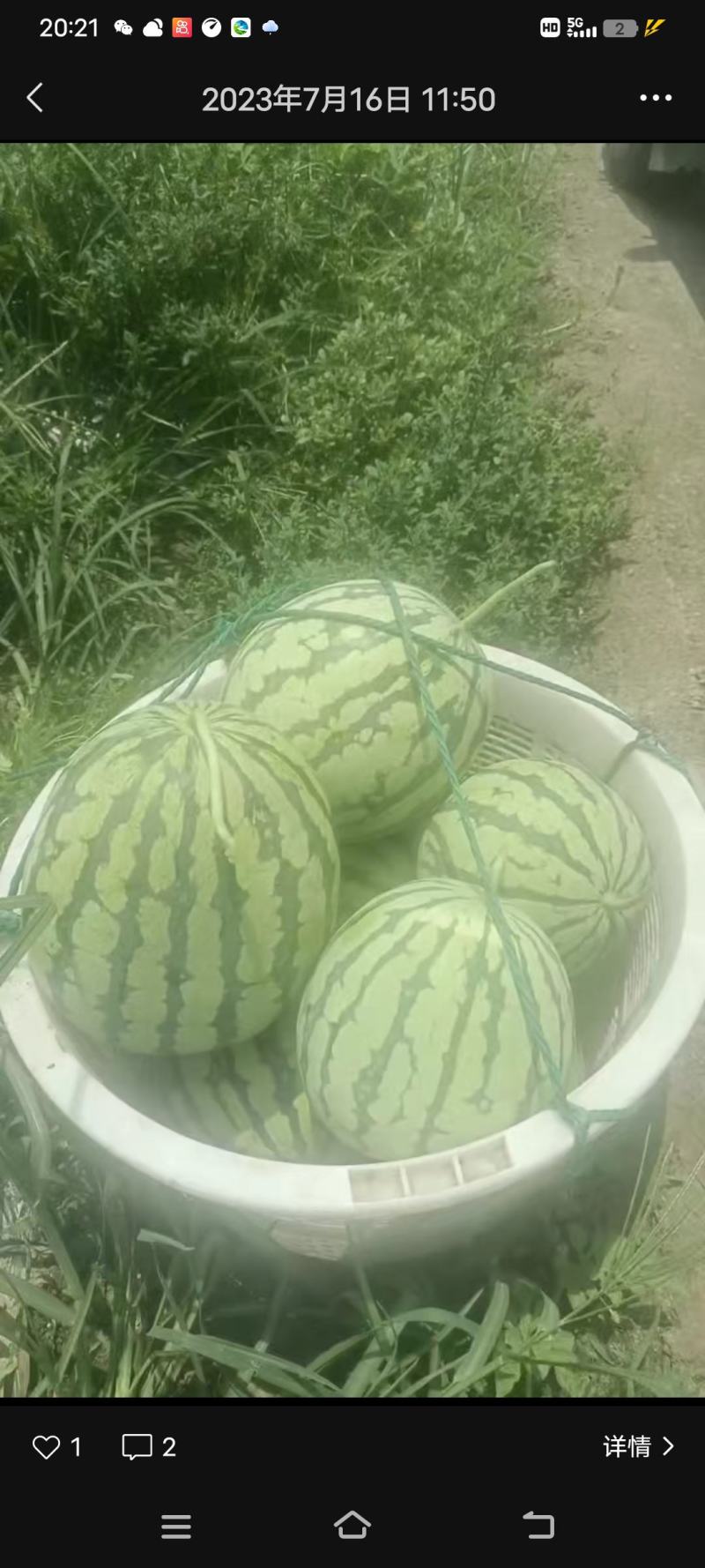 冰糖心