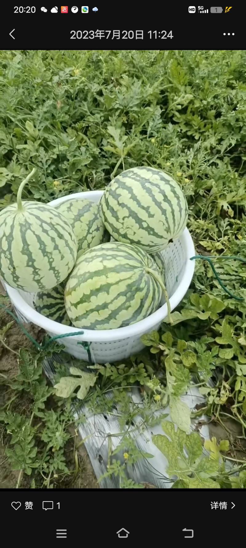 冰糖心