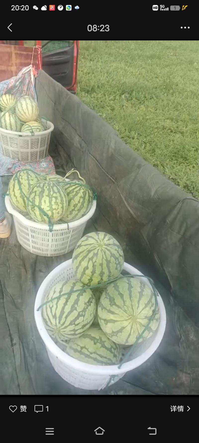 冰糖心