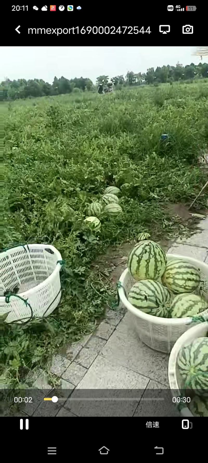 冰糖心