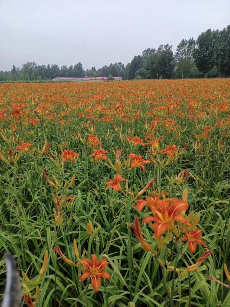 大花萱草