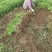 大花萱草