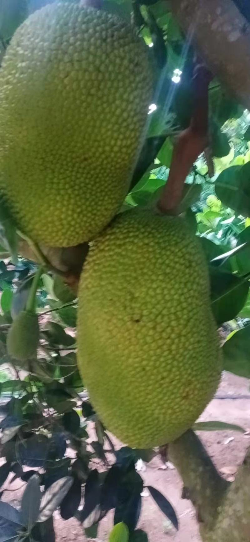 海南一号黄肉菠萝蜜现摘现发货欢迎新老客户光临