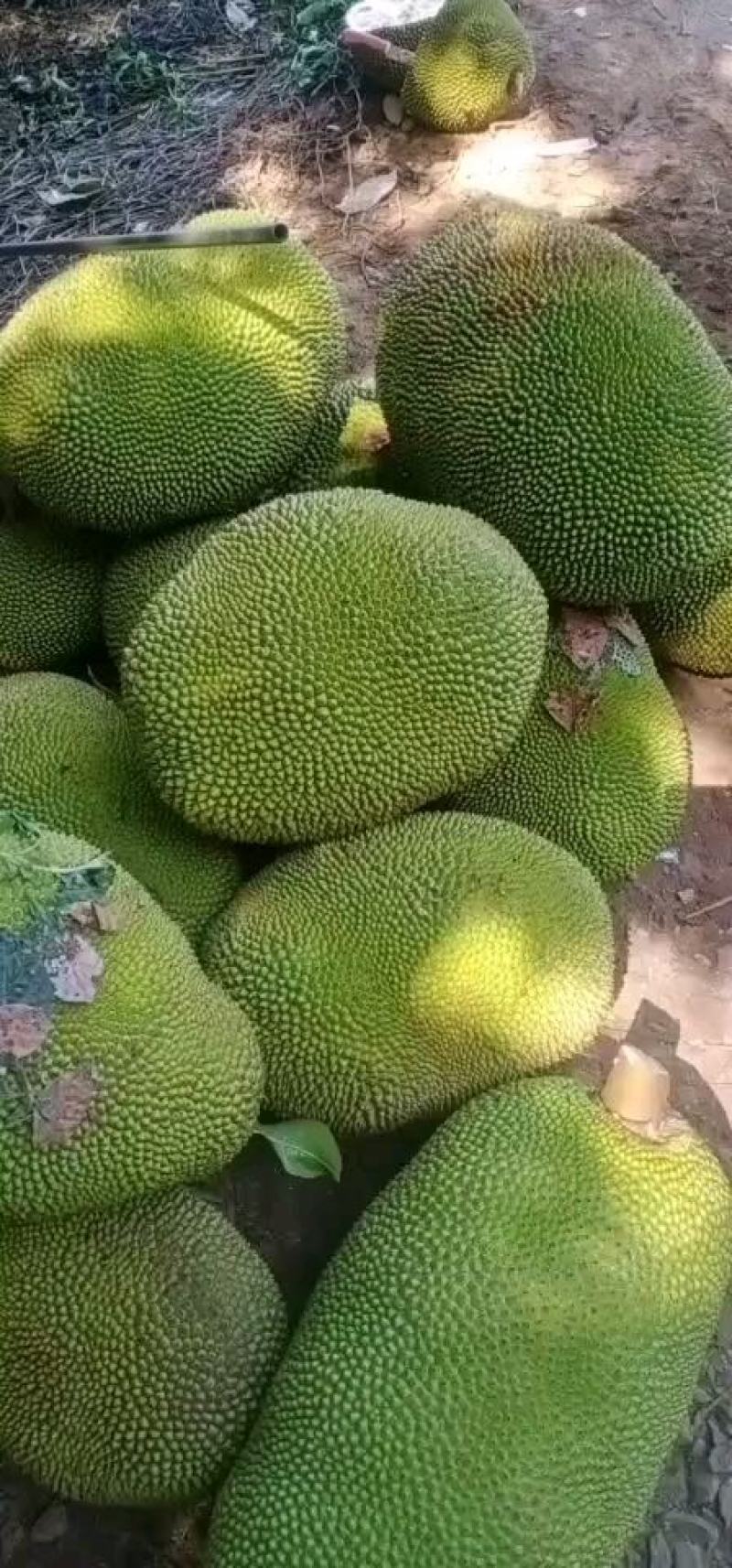 海南一号黄肉菠萝蜜现摘现发货欢迎新老客户光临