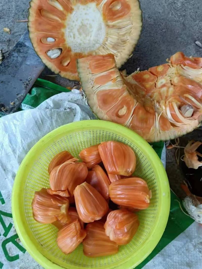 海南一号黄肉菠萝蜜现摘现发货欢迎新老客户光临