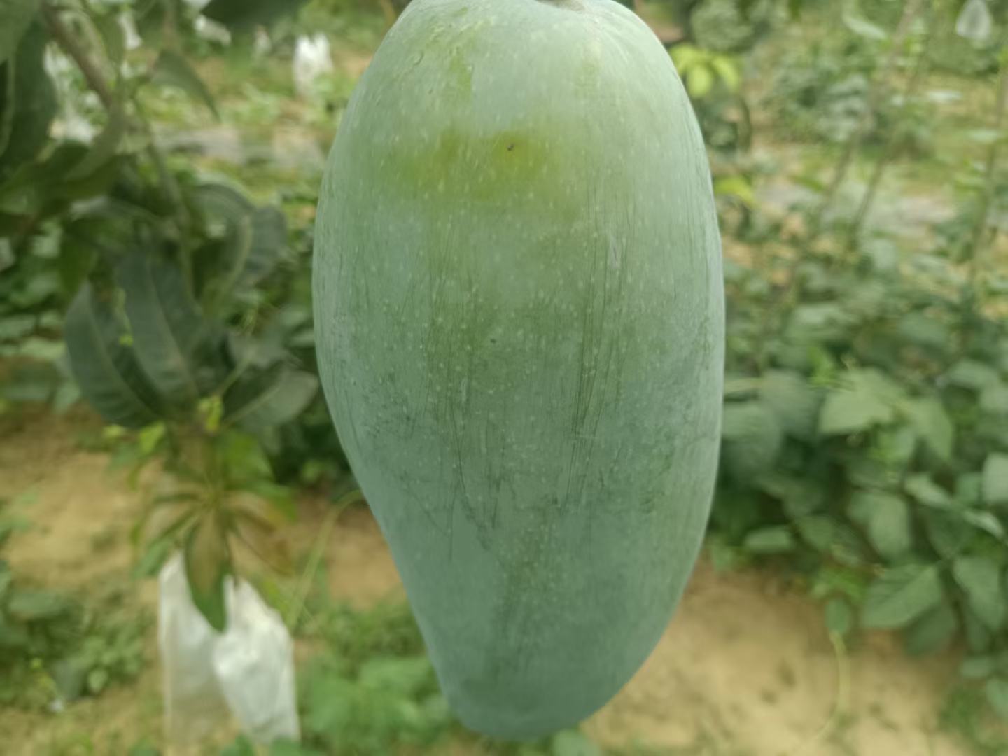 未成熟的绿色芒果