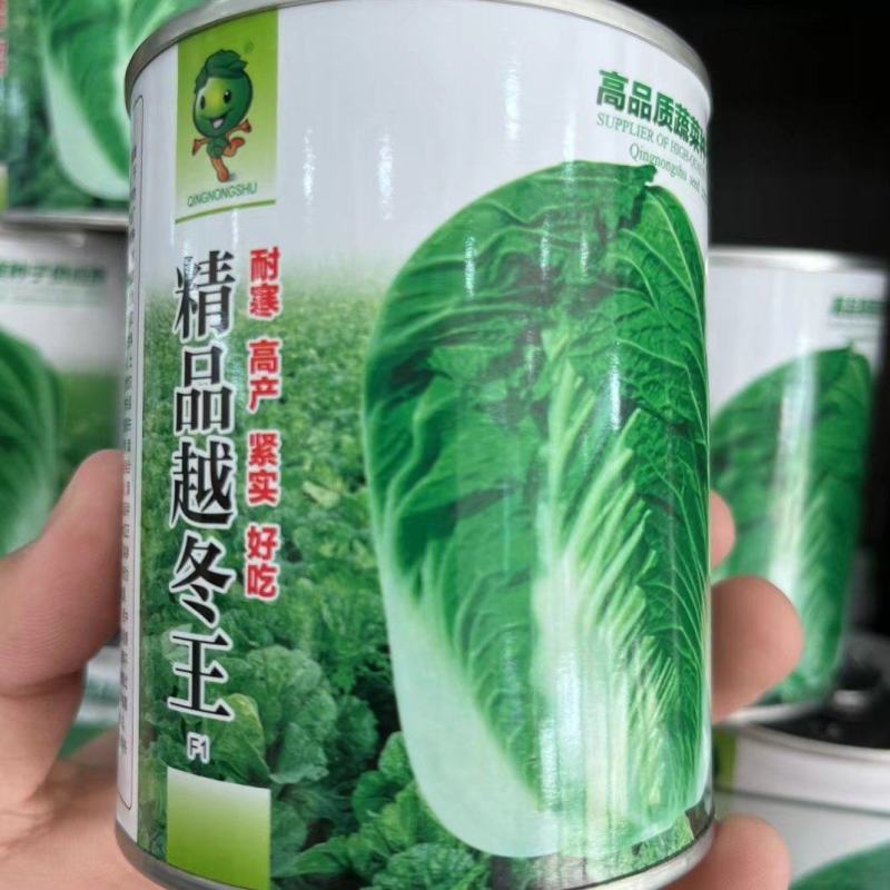精选越冬大白菜种子高产抗病品质优产量高抗软腐病