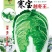 精选越冬大白菜种子高产抗病品质优产量高抗软腐病