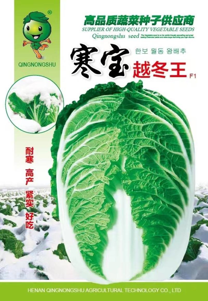精选越冬大白菜种子高产抗病品质优产量高抗软腐病