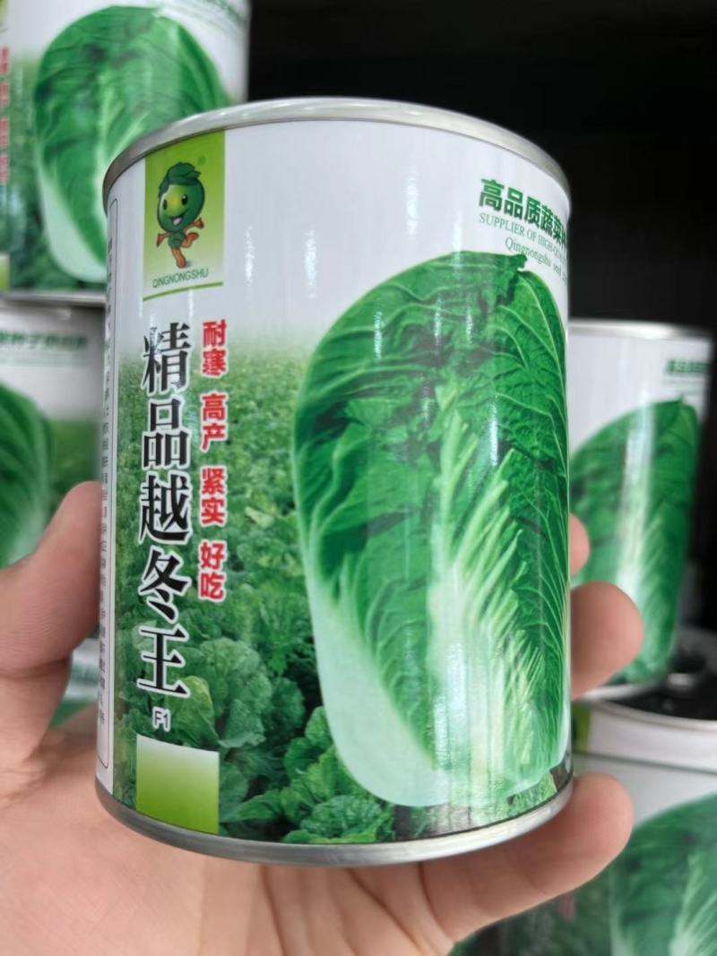 精选越冬大白菜种子高产抗病品质优产量高抗软腐病