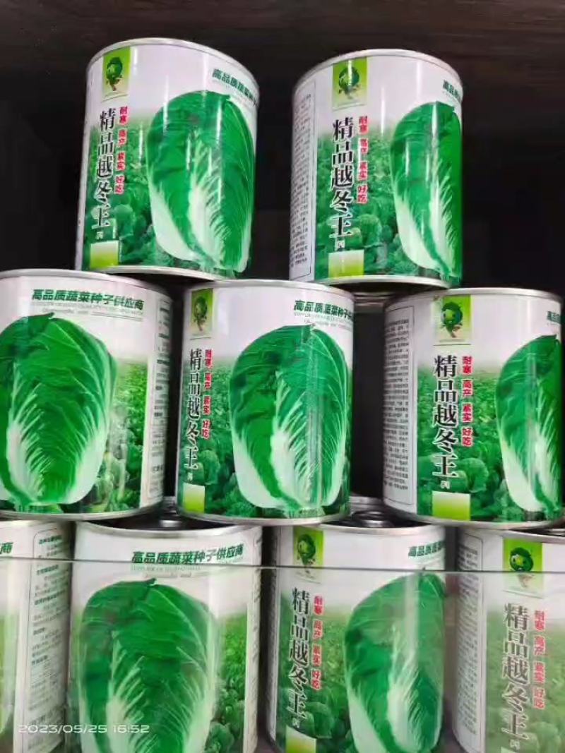 精选越冬大白菜种子高产抗病品质优产量高抗软腐病