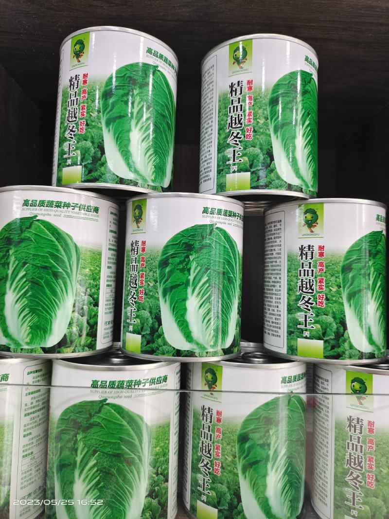 精选越冬大白菜种子高产抗病品质优产量高抗软腐病