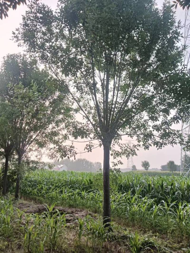 18公分速生白蜡