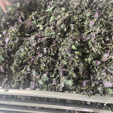 药材紫苏配菜等价格优惠有需要的欢迎联系