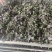 药材紫苏配菜等价格优惠有需要的欢迎联系