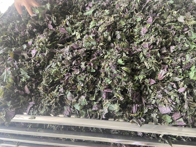 药材紫苏配菜等价格优惠有需要的欢迎联系