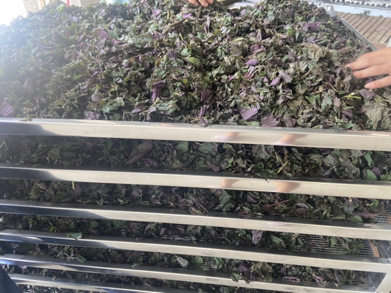 药材紫苏配菜等价格优惠有需要的欢迎联系