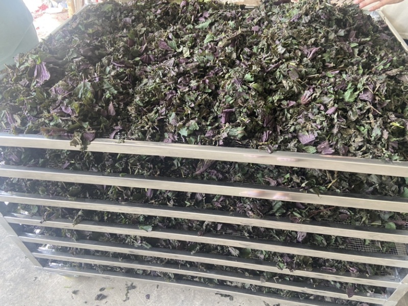 药材紫苏配菜等价格优惠有需要的欢迎联系