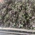 药材紫苏配菜等价格优惠有需要的欢迎联系