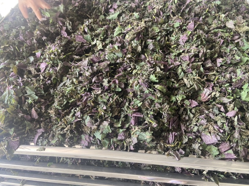药材紫苏配菜等价格优惠有需要的欢迎联系